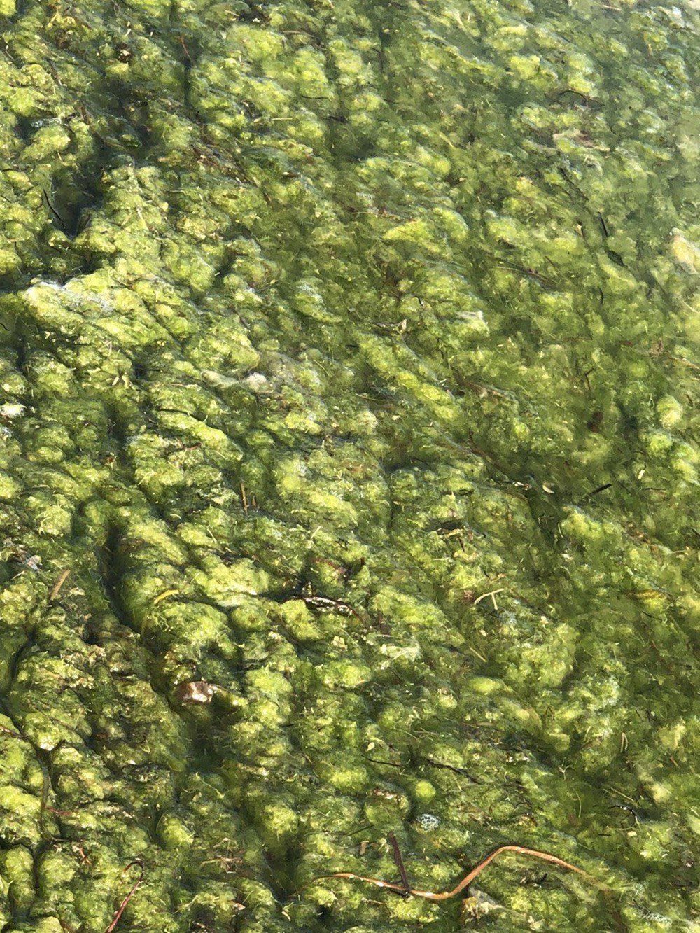 Beyşehir Gölü'nde alg patlaması: Suyun rengi yeşile döndü - 4