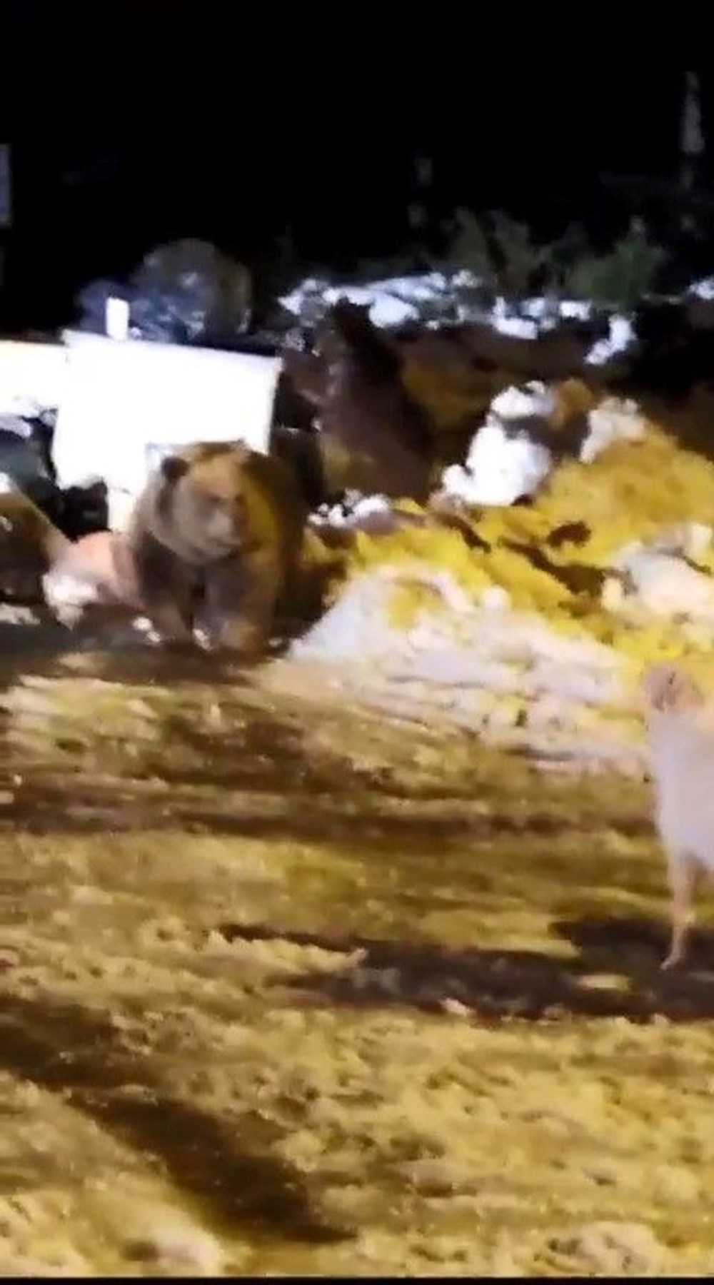 Uludağ’da kış uykusuna dalamayan ayı ailesi kendilerini
rahatsız eden köpeğe saldırdı - 3