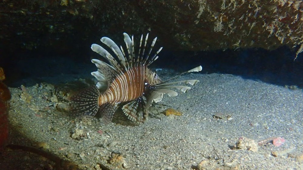 Kızıldeniz'in istilacısı aslan balığı Ege'de de yayılıyor - 11