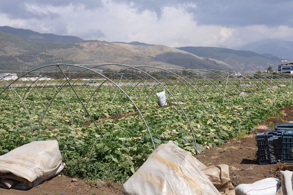 Amik Ovası'nda hasat başladı: Tarlada 15 TL'ye alıcı buluyor 73 TY93LNkePESnzZWuDoOBHQ
