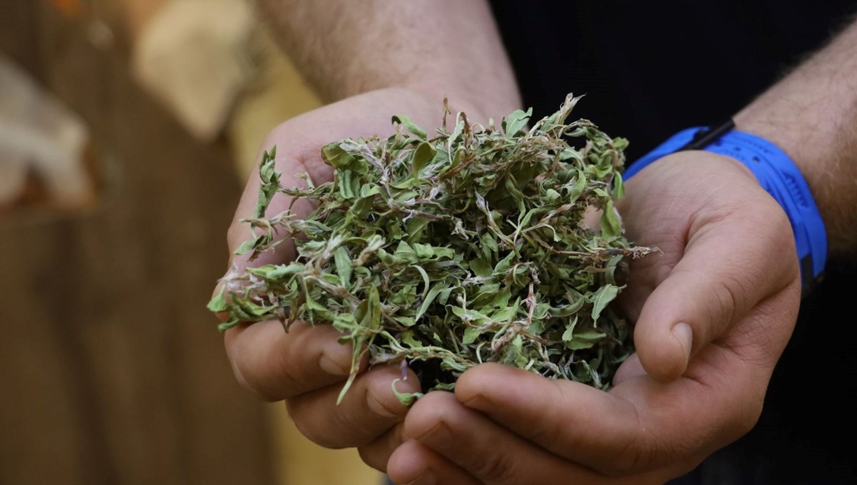 Kendiliğinden yetişiyor, tek tek sabırla toplanıyor:  100 gramıyla bir öğünlük yemek pişiyor