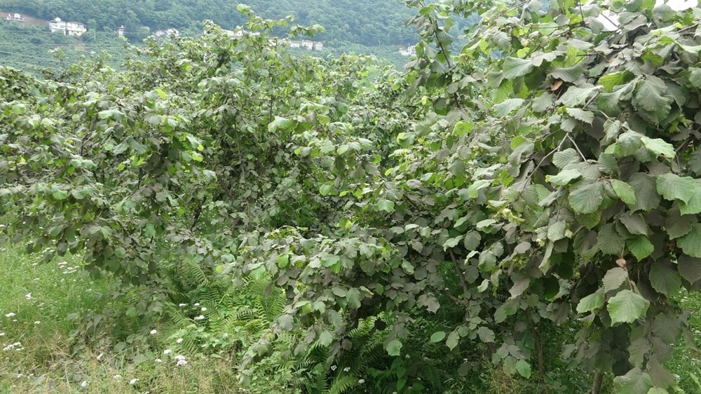 Fındık bahçelerinde “Drakula” ile mücadele başladı - 6