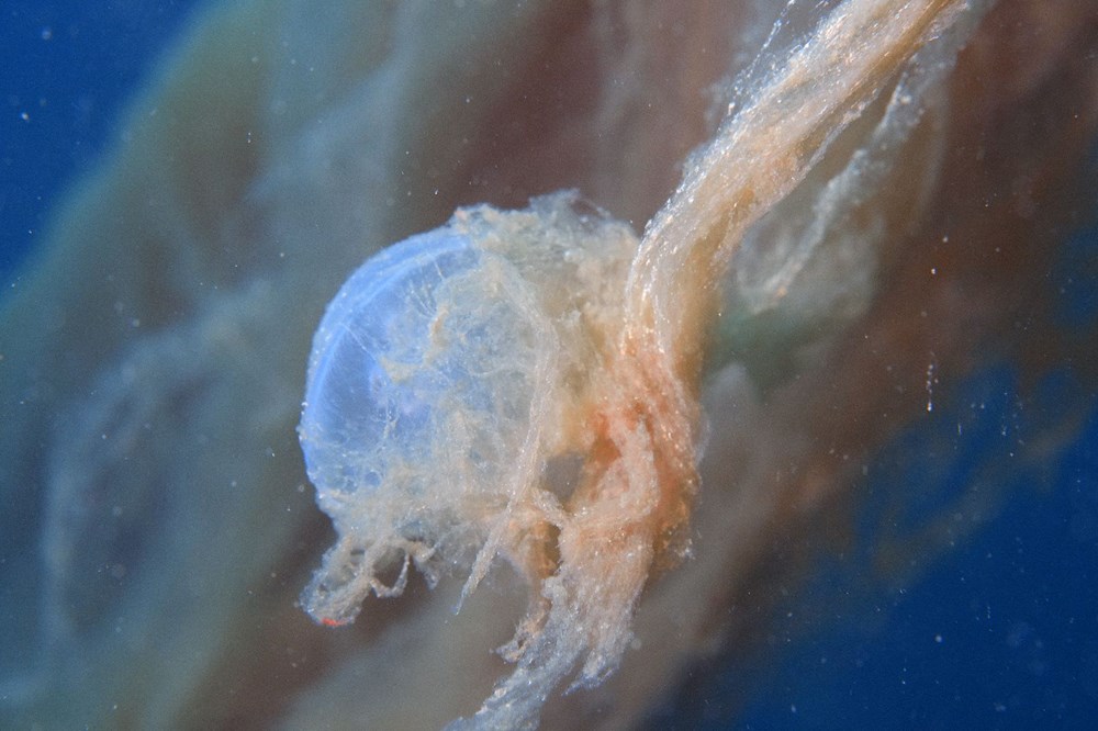 Sualtı görüntülendi... Marmara Denizi'nin müsilajı insan boyutuna ulaştı! Önüne gelen canlıyı hapsediyor - 10