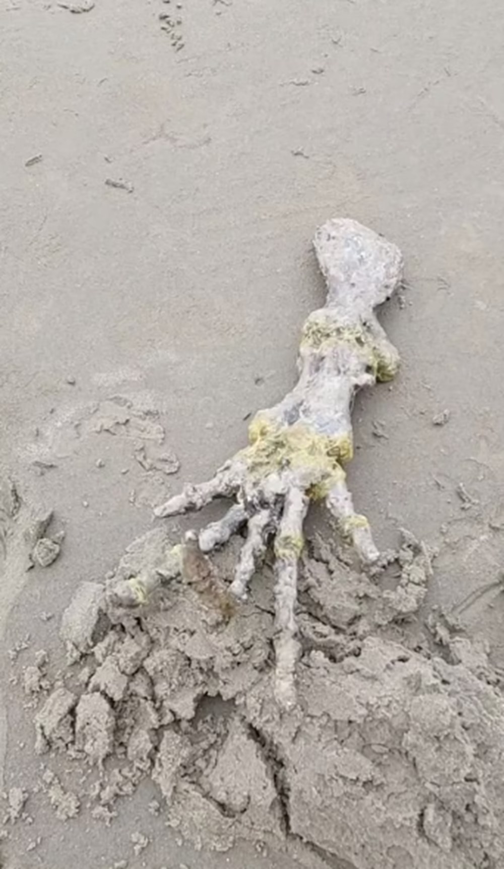 Sahile vuran devasa el iskeleti paniğe yol açtı: Uzaylılara mı ait? - 6