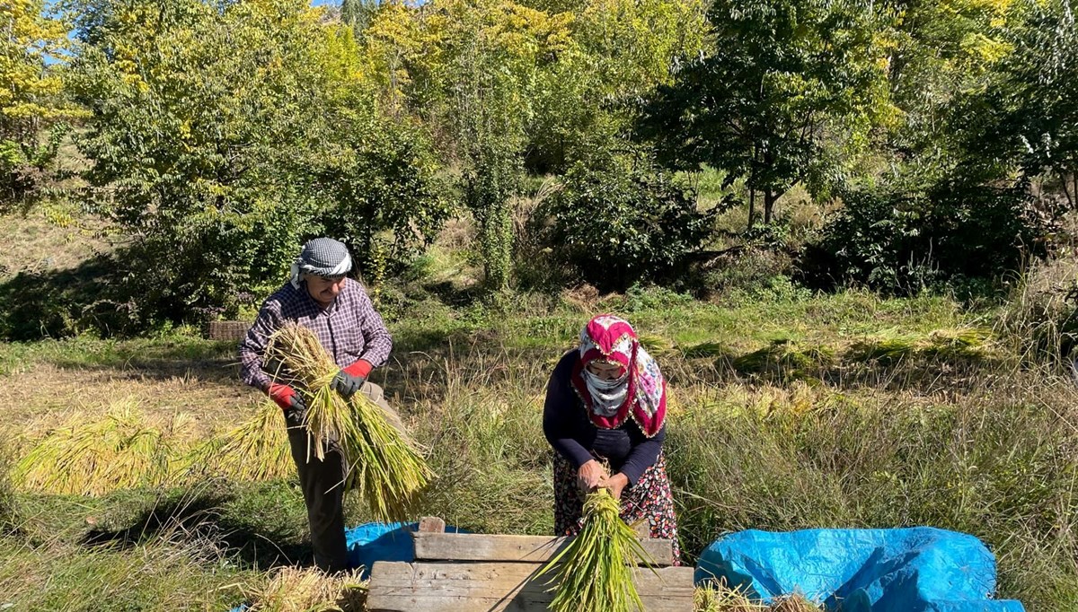 Görünüşü güzel ama zahmetli iş: Hasat sürüyor, üreticinin yüzü güldü