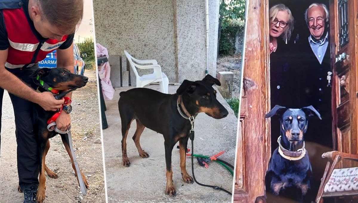 Arama çalışmalarında 85'inci gün | Korhan Berzeg'in köpeği Tina'nın tahlil sonuçları belli oldu Arama çalışmalarında 85'inci gün | Korhan Berzeg'in köpeği Tina'nın tahlil sonuçları belli oldu