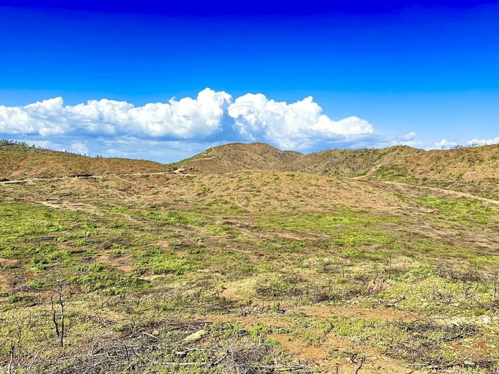 Marmaris'te yanan alanlar yeşillenmeye başladı - 5