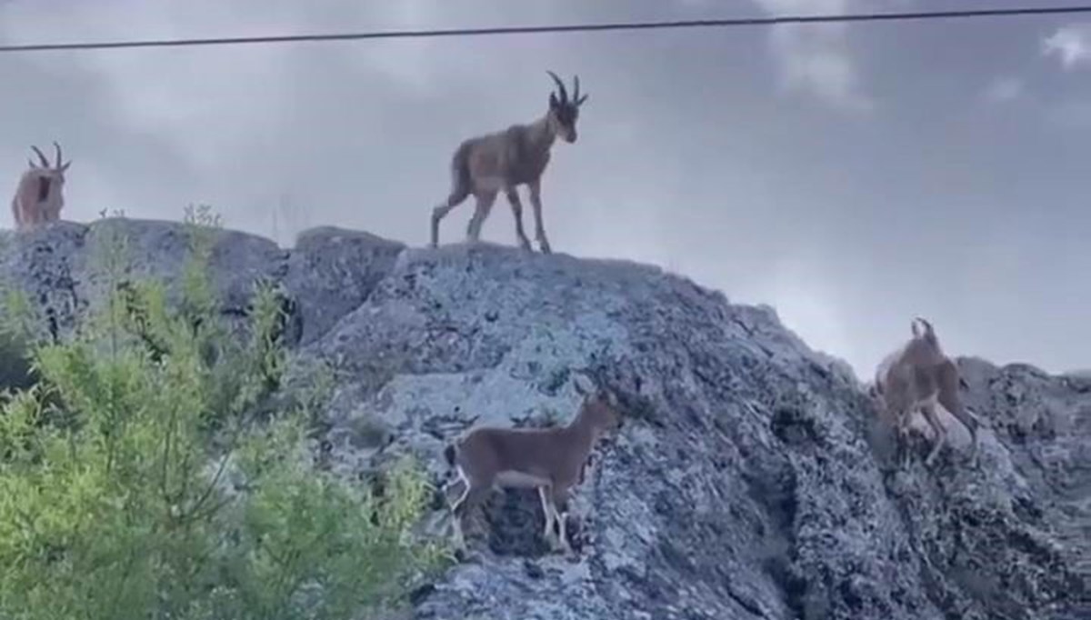 Koruma altındaki dağ keçileri sürü halinde görüntülendi Koruma altındaki dağ keçileri sürü halinde görüntülendi