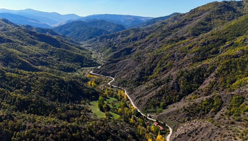 Ormanlarda renk cümbüşü