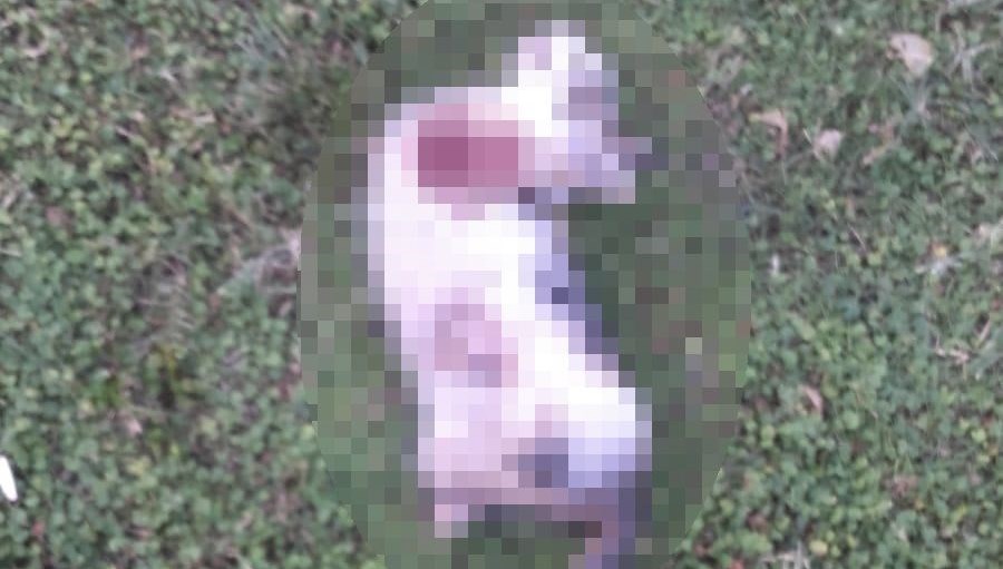 Hatay�da vahşet 4 bacağı kesilmiş ölü kedi bulundu NTV