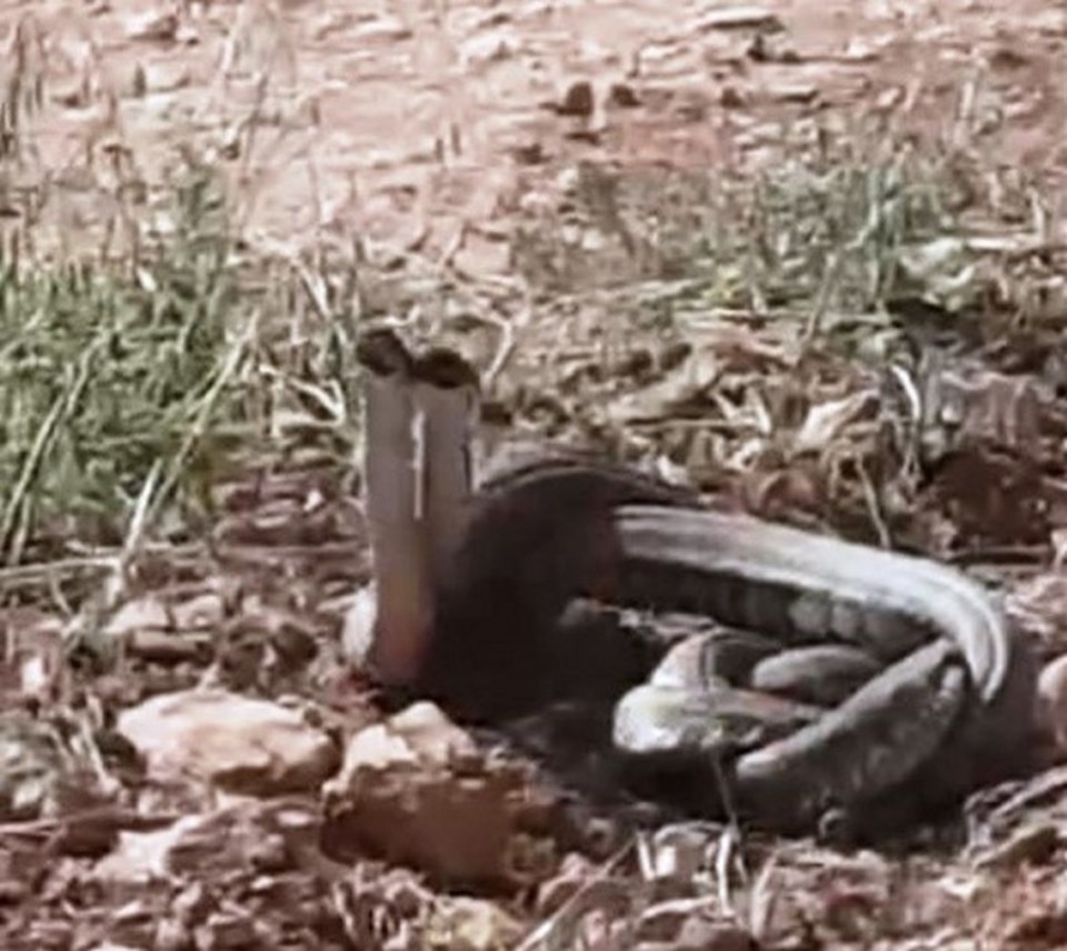 Şanlıurfa'da dünyanın en zehirli yılanları görüldü: 10 dakikada öldürüyor - 1