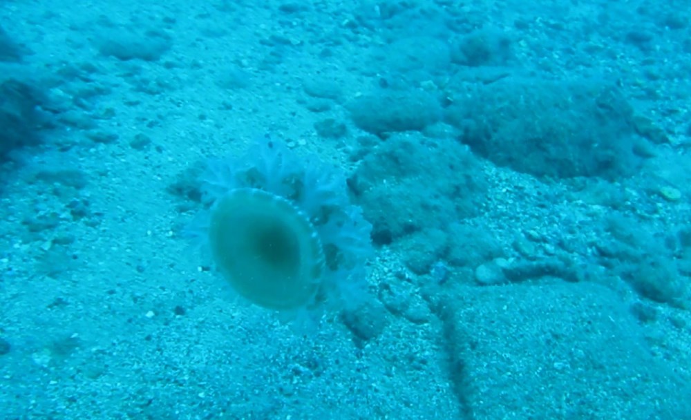 Antalya'da elektrik gibi çarpan 'denizanası' uyarısı - 3