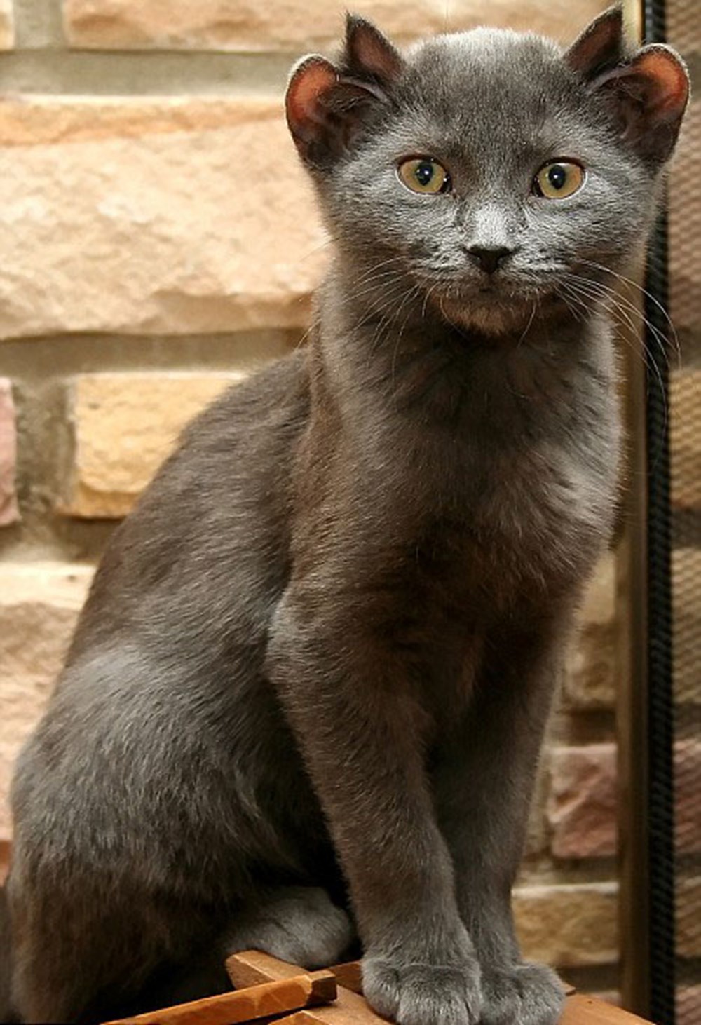 Dört kulaklı kedi Magazin Haberleri NTV