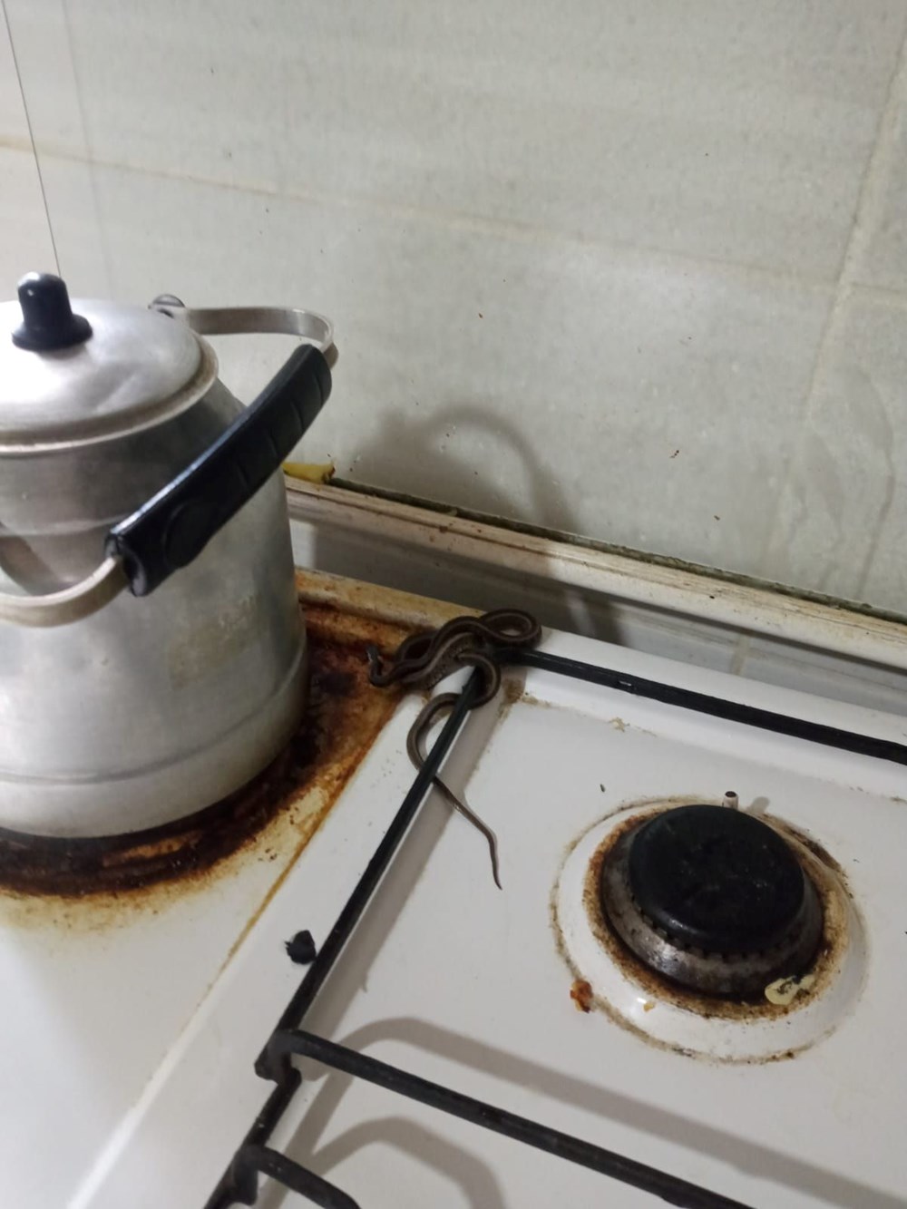 Bir evden 100 yılan çıktı - 7