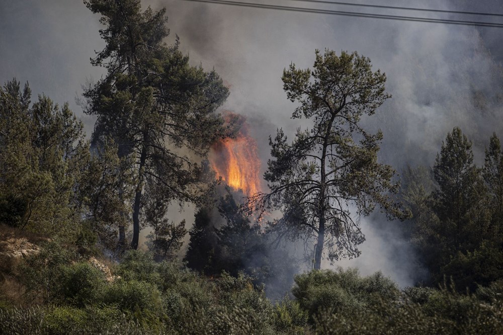 Yanan bölgelere hangi ağaç? Uzmanlar yanıtladı - 2
