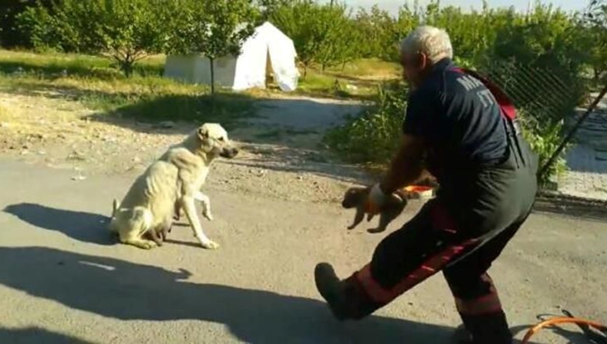 Yavru köpeğin kafası lastik jantına sıkıştı: Anne köpek, yavrusunun kurtarılmasını bekledi