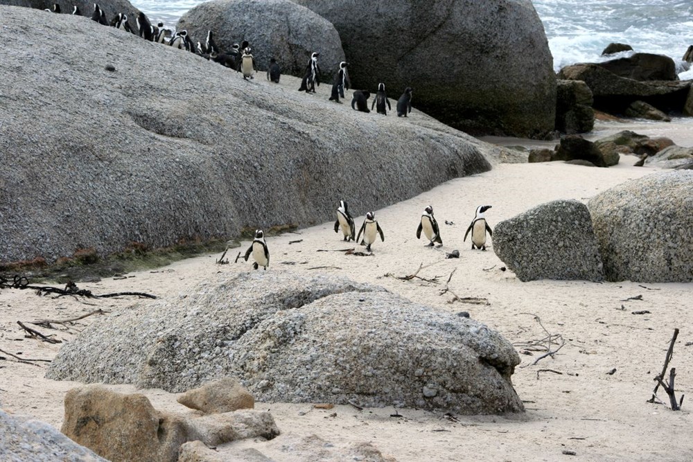 Bilim insanları uyardı: Afrika penguenlerinin soyu on yıllar içinde tükenebilir - 9