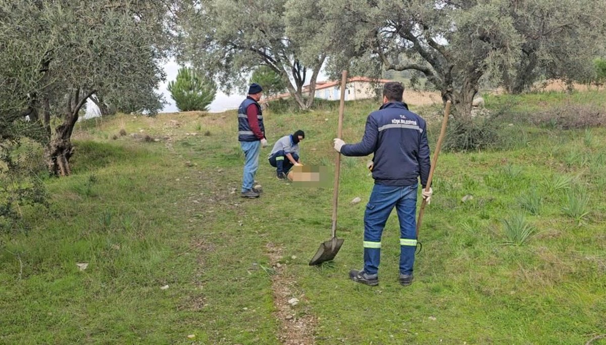 Aydın'da vahşet: Onlarca köpek telef olmuş halde bulundu Aydın'da vahşet: Onlarca köpek telef olmuş halde bulundu