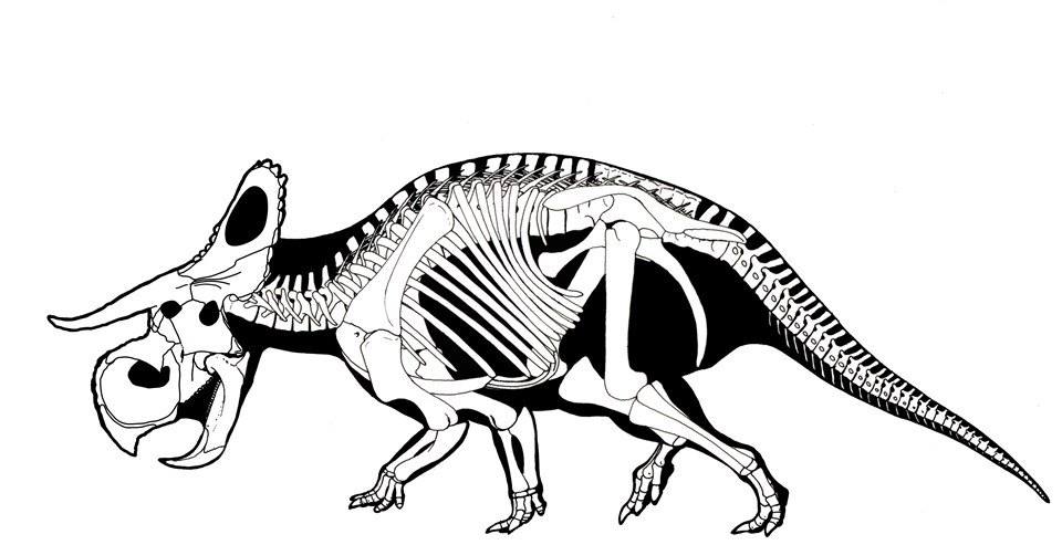 'Koca burunlu' yeni bir dinozor türü bulundu - 2