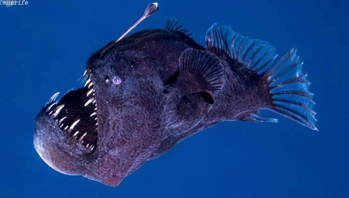 Kayıp Balık Nemo'nun okyanus canavarı gün ışığında ilk kez görüntülendi Kayıp Balık Nemo'nun okyanus canavarı gün ışığında ilk kez görüntülendi