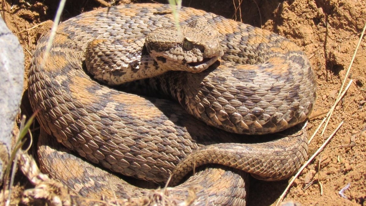 tunceli de zehirli wagner engeregi