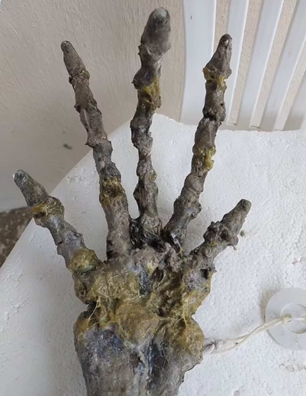 Sahile vuran devasa el iskeleti paniğe yol açtı: Uzaylılara mı ait? - 3