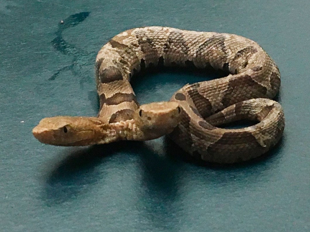 abd de cift basli yilan magazin haberleri ntv