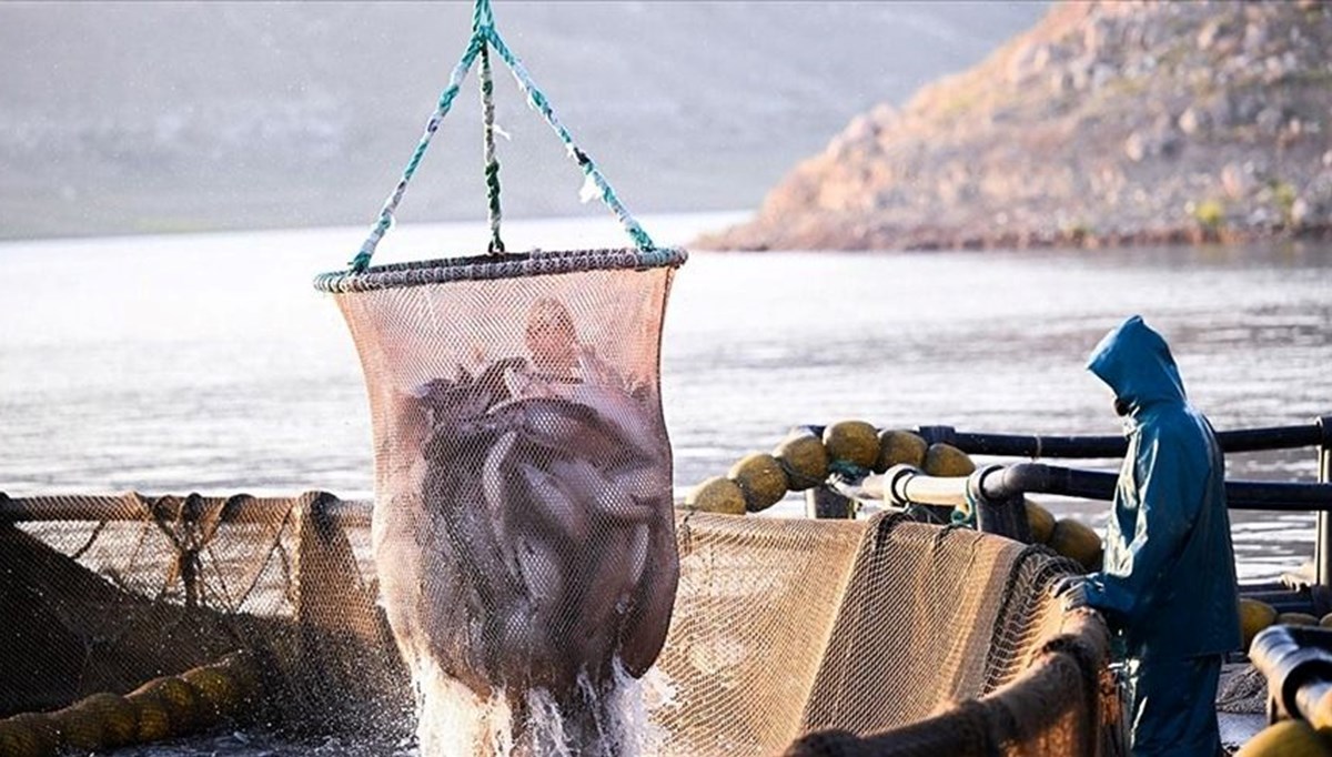 Doğu Karadeniz'in Türk somonu ihracatında yüzde 10 artış