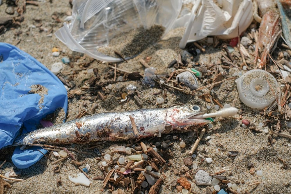 Mikroplastik tehlikesinin su altı yaşamına verdiği zarar ilk kez ortaya konuldu: Balık popülasyonlarının yüzde 60'ı tehlikede - 2