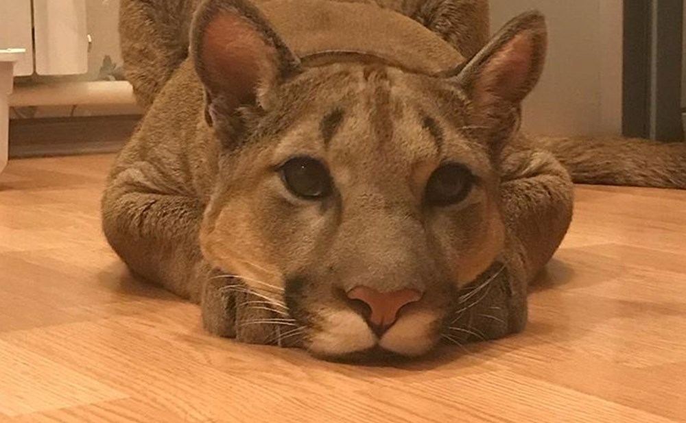 Kedi yerine puma sahiplendiler (Dünyadaki ilk evcil puma Messi
