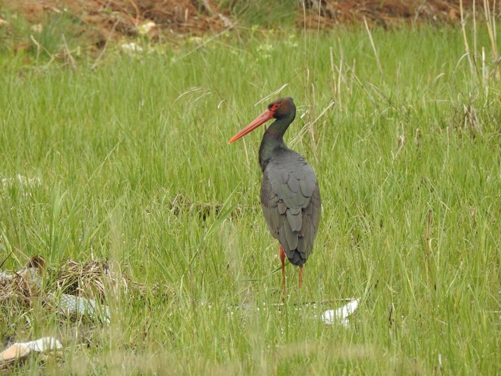 Az tipler ortasında yer alıyor: 10 yıl sonra birinci defa Manisa'da görüldü 75 TnDtsZuGBUy08LnFbqadag
