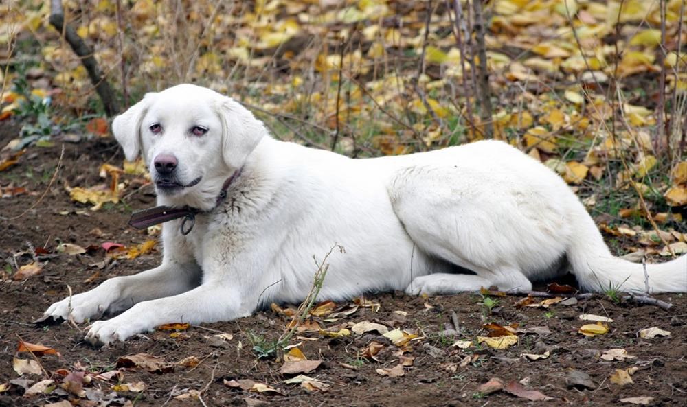 �Akbaş� cinsi köpeğe uluslararası ilgi Magazin Haberleri NTV