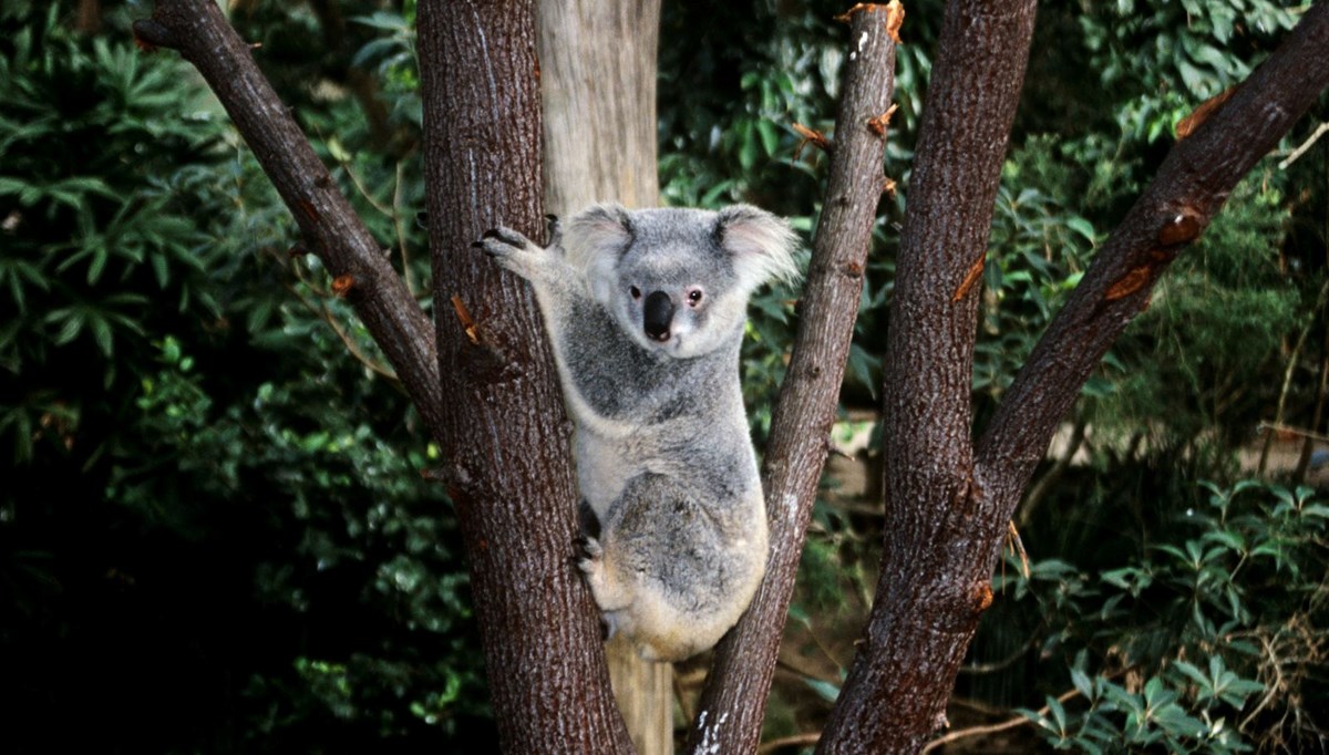 Koalaları korumak için ağaç kesimine yasak geldi