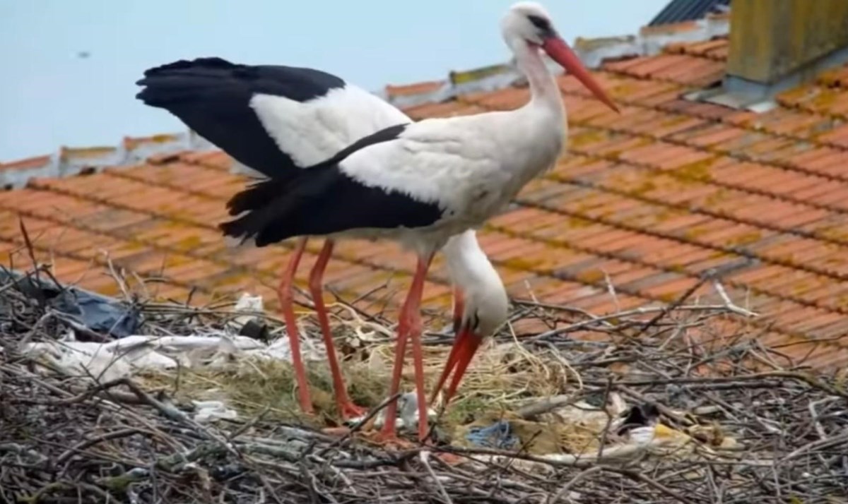 Yaren leylek ile eşi Nazlı