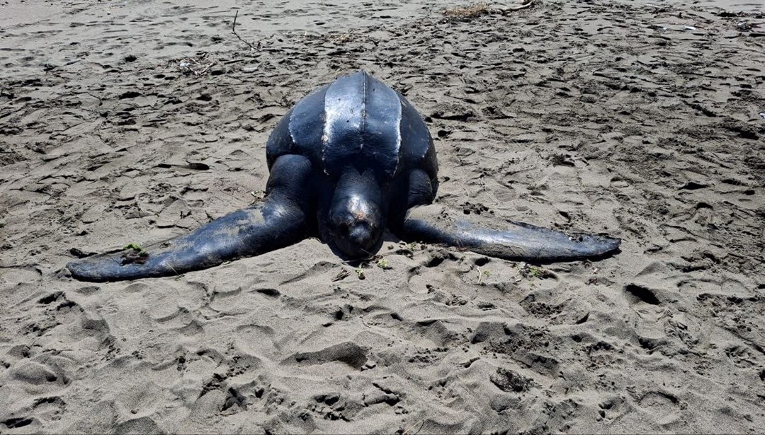 İlk kez Karadeniz'de görüldü: Ölüm nedeni denize atılan poşetler olabilir