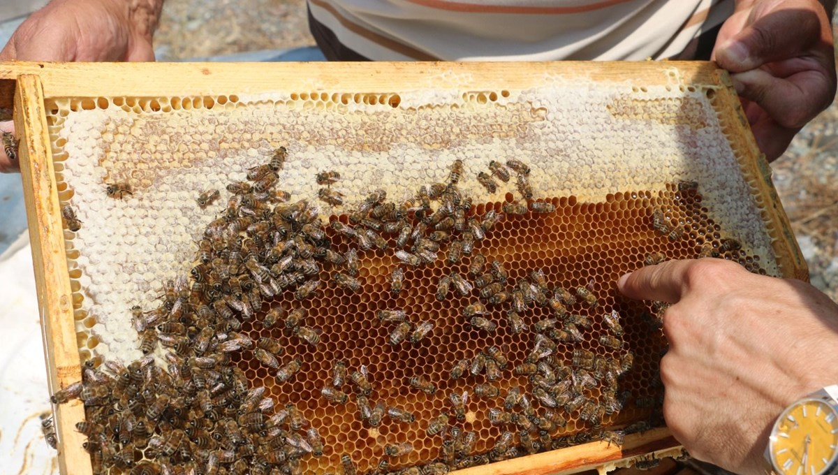 Erzincan'da üretilen geven balının hasadı başladı