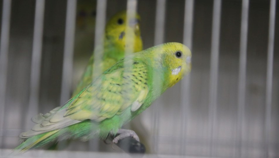 Deprem kuşlara ilgiyi arttırdı: Hayvanlar depremleri önceden hissetti mi?