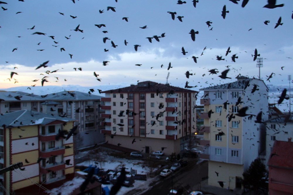 Şehir merkezini kargalar sardı (Korku filmi gibi) - 9