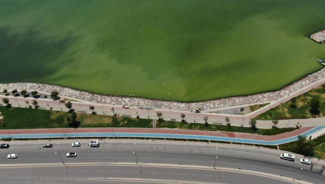 İzmir’de plankton patlaması: İki ilçede denizin rengi
değişti