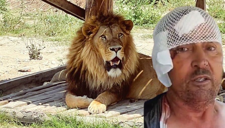 Antalya'da firari aslan alarmı!