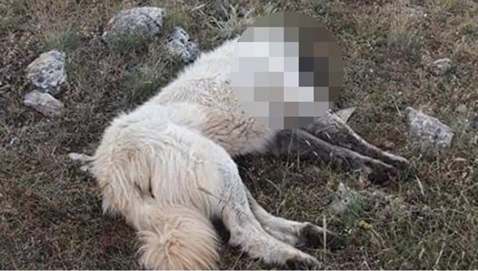 Yayladaki 7 köpek zehirlendi