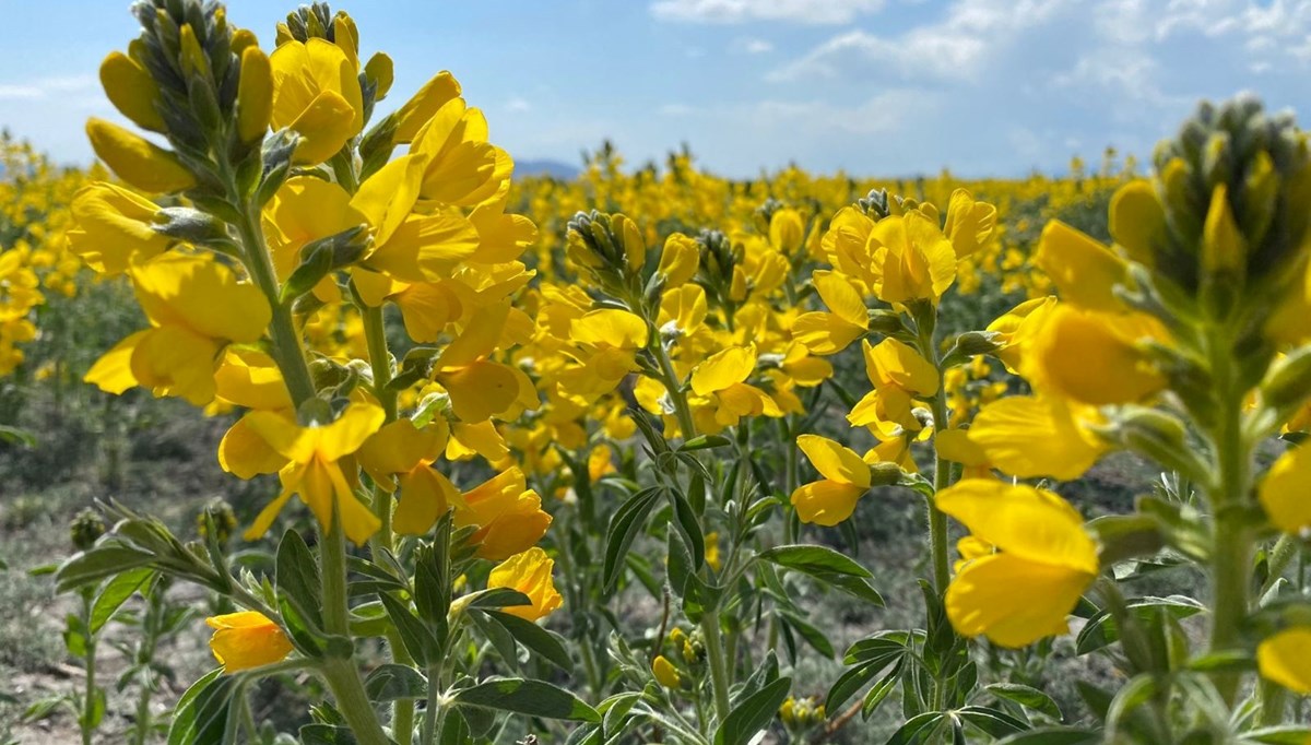 Bu bitkiyi koparmanın cezası 109 bin TL