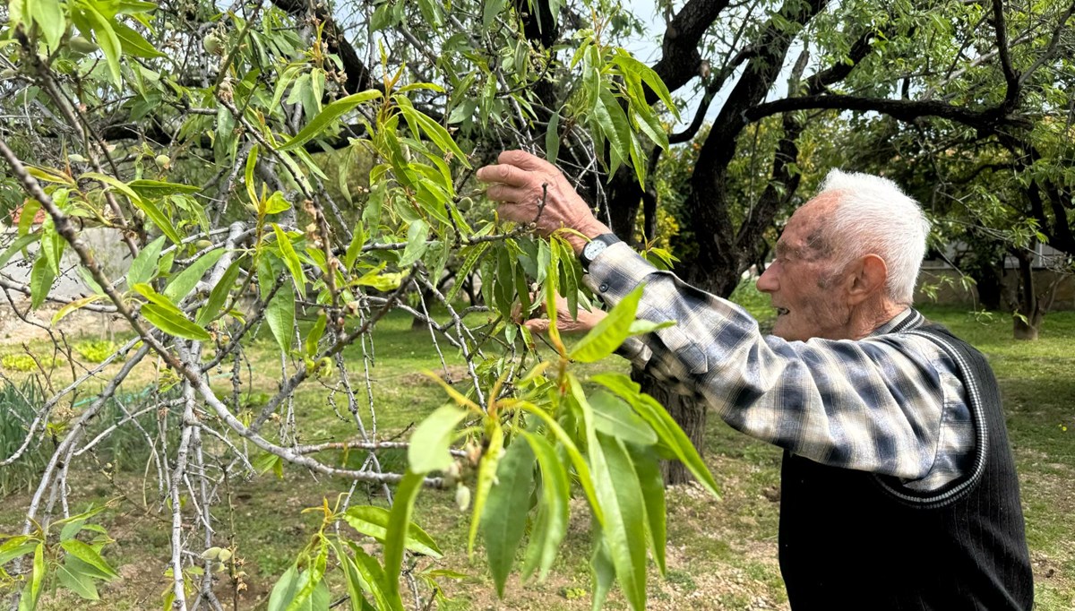 Kilosu 600 liradan satılıyor: Mevsimin ilk hasadı yapıldı