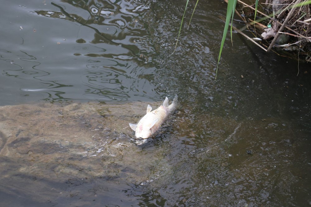 Dicle Nehri'nde korkutan görüntü: Çok sayıda ölü balık tespit edildi! Uzmandan ‘can suyu’ uyarısı - 6