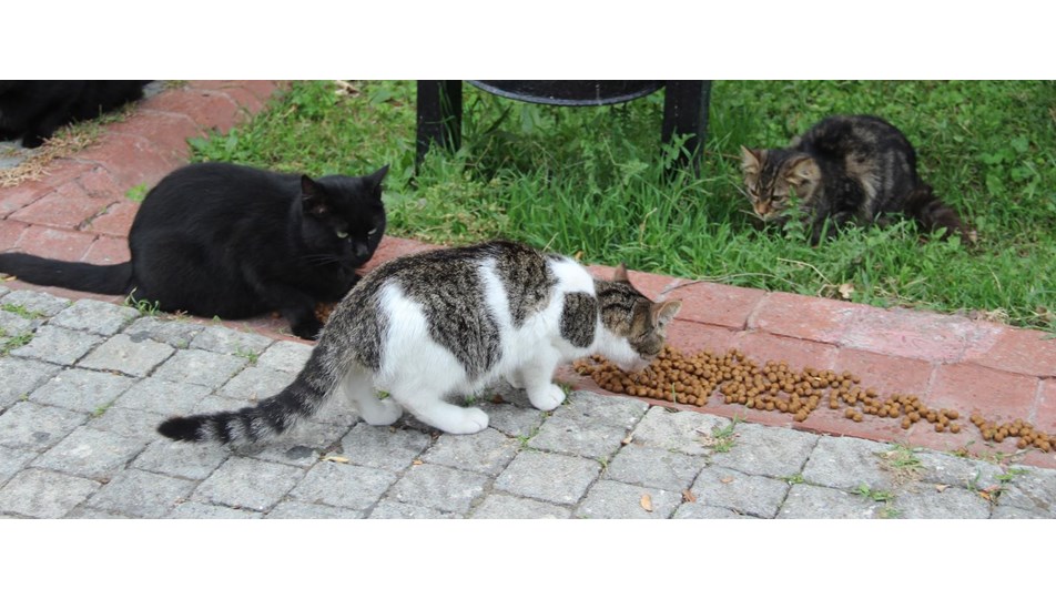 İstanbul Küçükçekmece�de kedi besleme kavgası NTV
