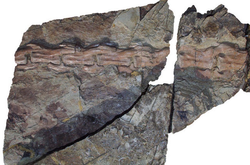 125 milyon yıllık tüylü dinozor - 1