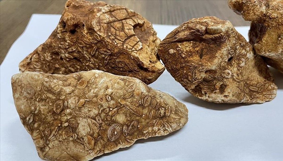 Adıyaman'da 40 milyon yıllık 4 fosil bulundu