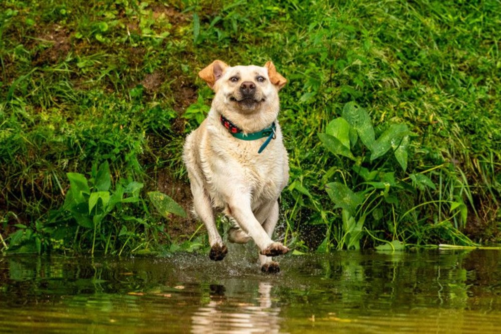 2020 Mars Petcare Komik Hayvan Fotoğrafları Yarışması'nın finalistleri - 14