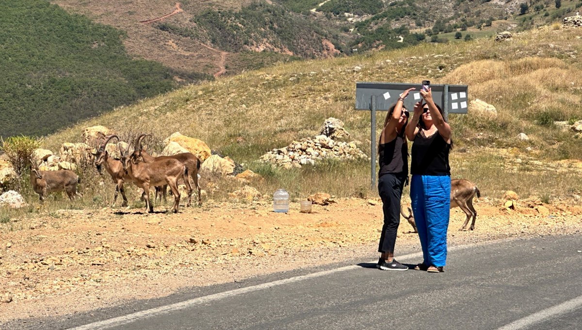 Tunceli'de ölümcül uyarı: "Yolda gördüğünüz an uzak durun!"