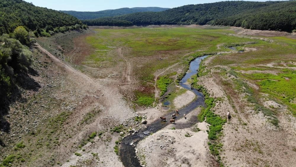 İstanbul barajlarında son durum | Aylar önce hayvanların
otladığı barajlarda, su seviyesi yükselişte - 1